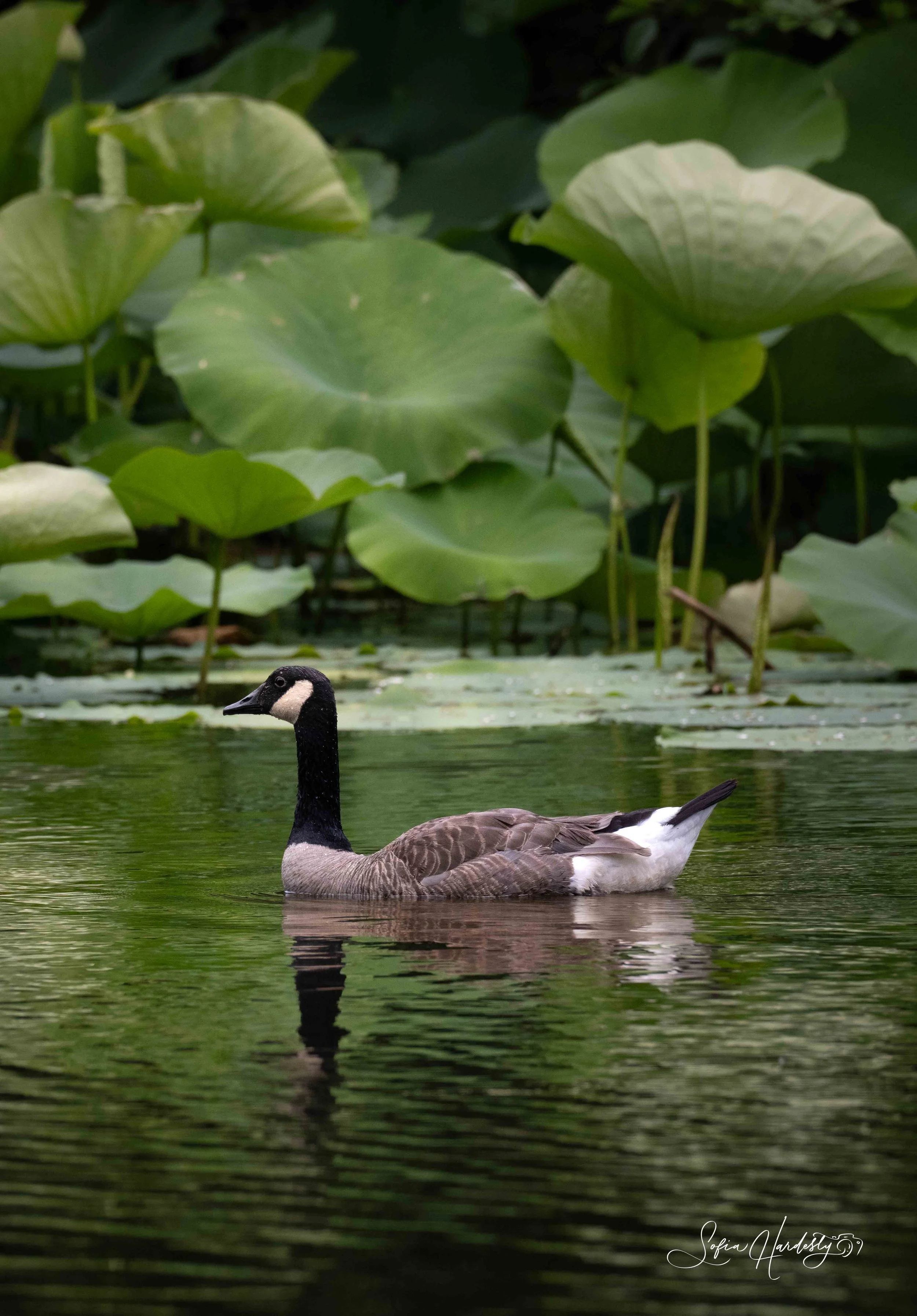 Canada Goose.jpg