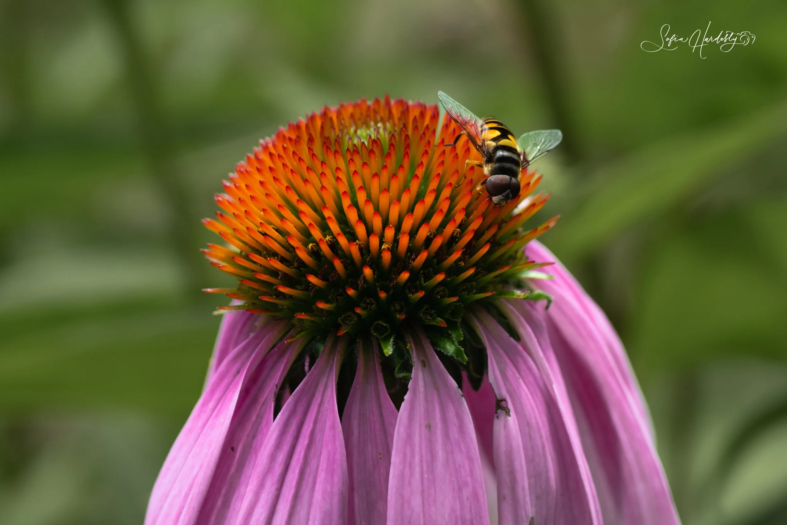 Transverse-banded Flower Fly (Eristalis transversa)