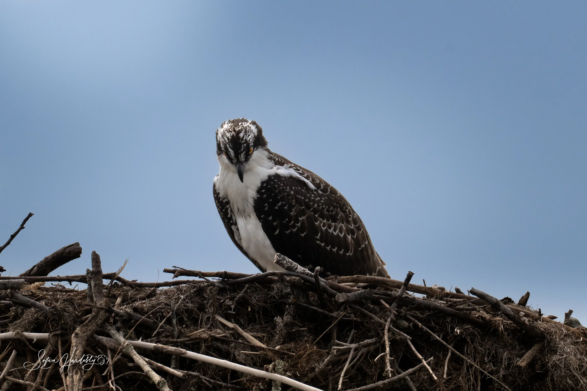 Western Osprey (Pandion haliaetus)