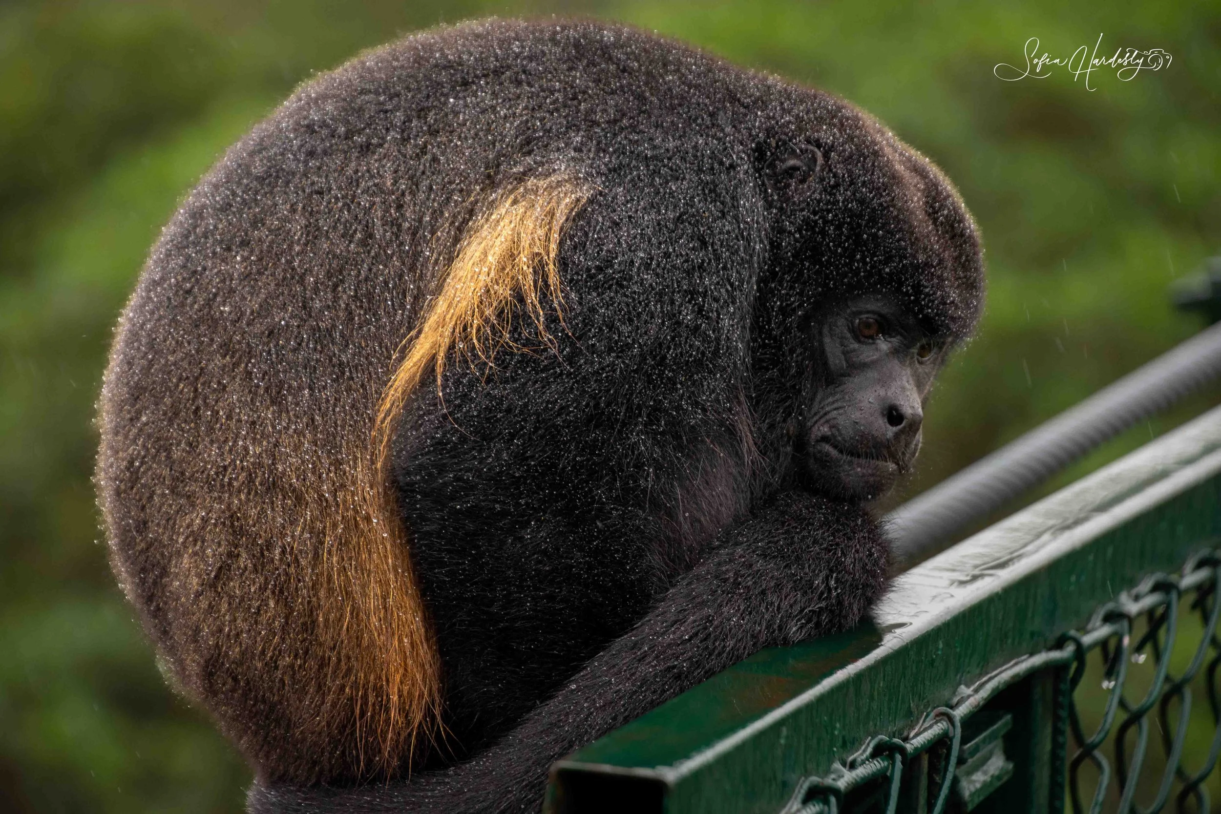 Costa Rica-2.jpg