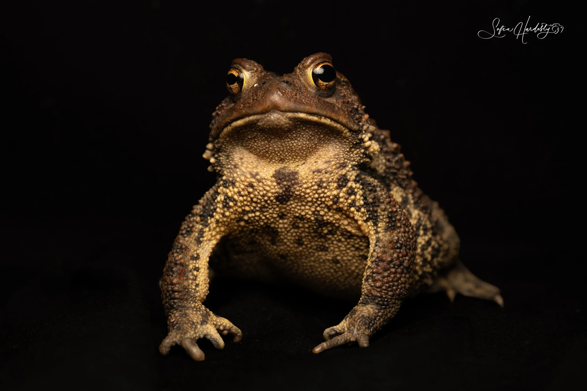 American Toad 2.jpg
