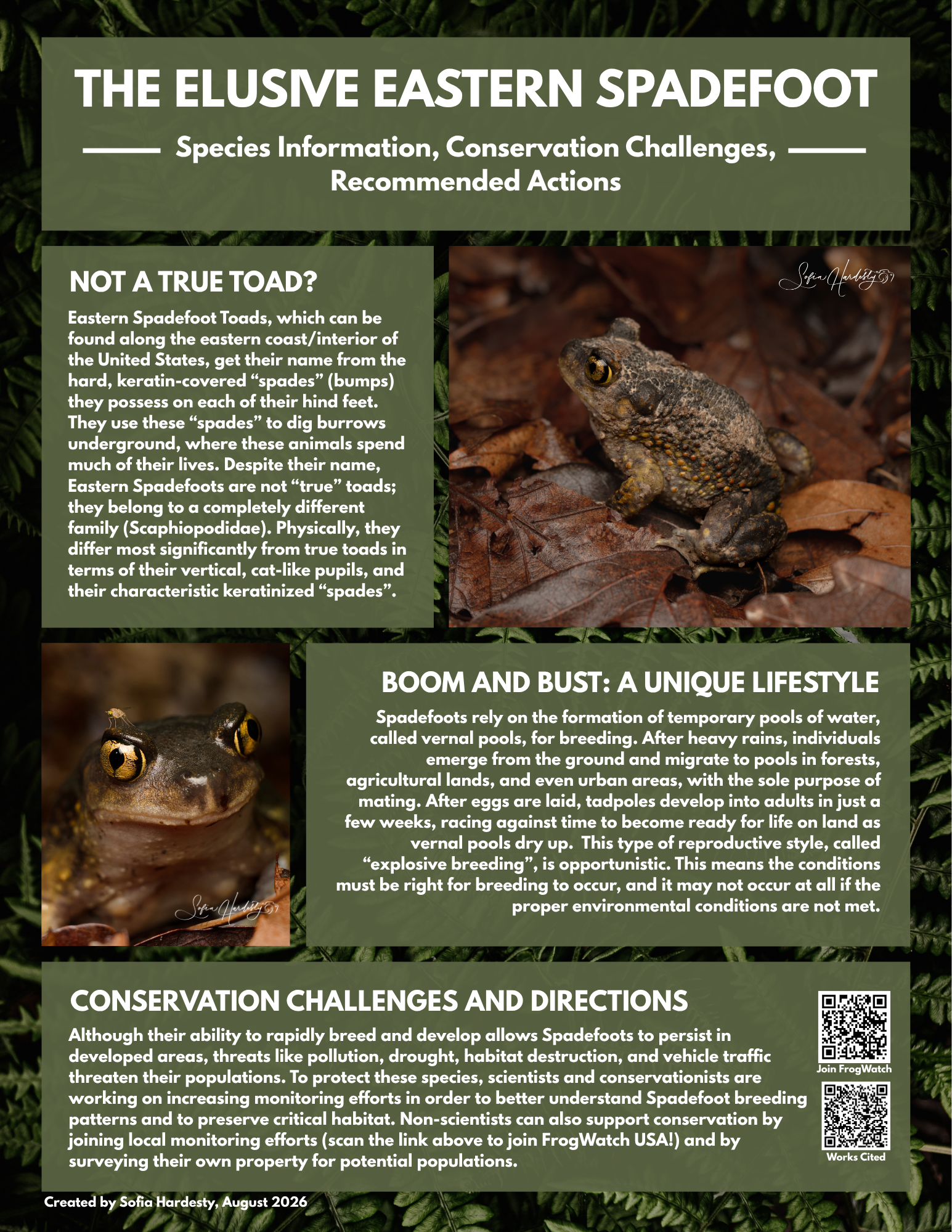 An informational poster about the Eastern Spadefoot, featuring a close-up photo of the toad among leaves and detailed text on its characteristics, conservation challenges, and actions.