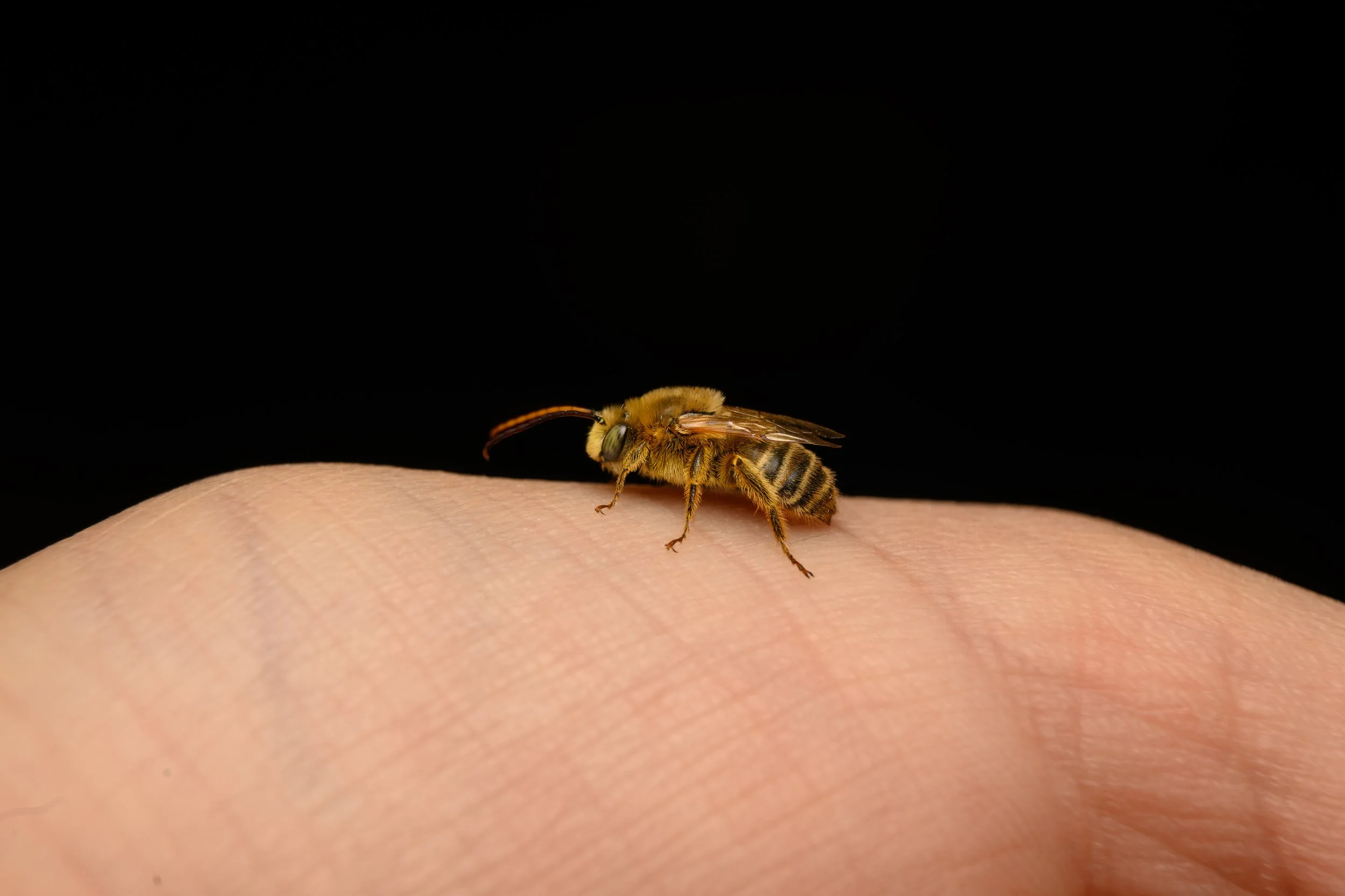 Close-up of a honeybee walking on a person's skin against a black background.