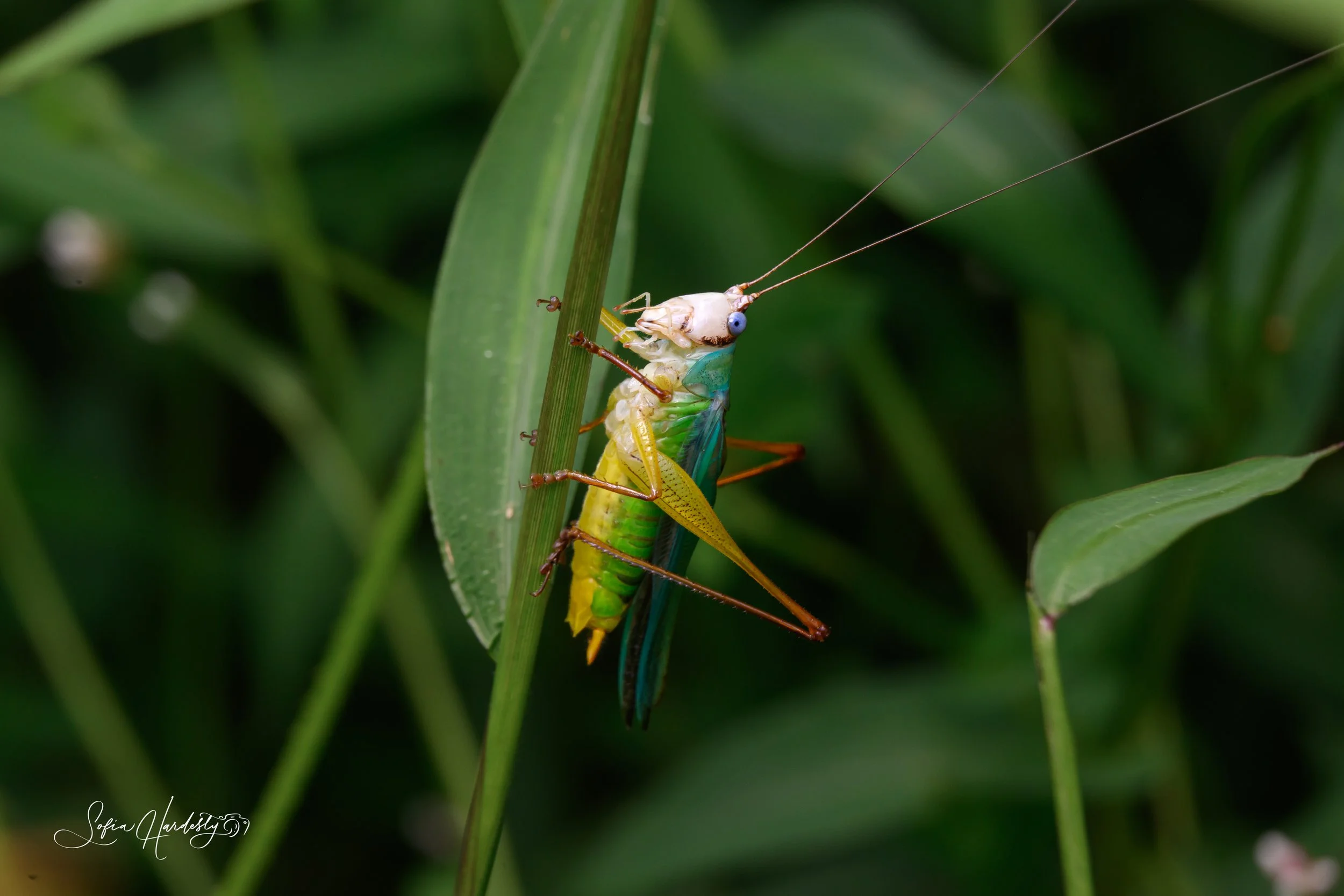 Handsome Meadow Katydid (Orchelimum pulchellum)