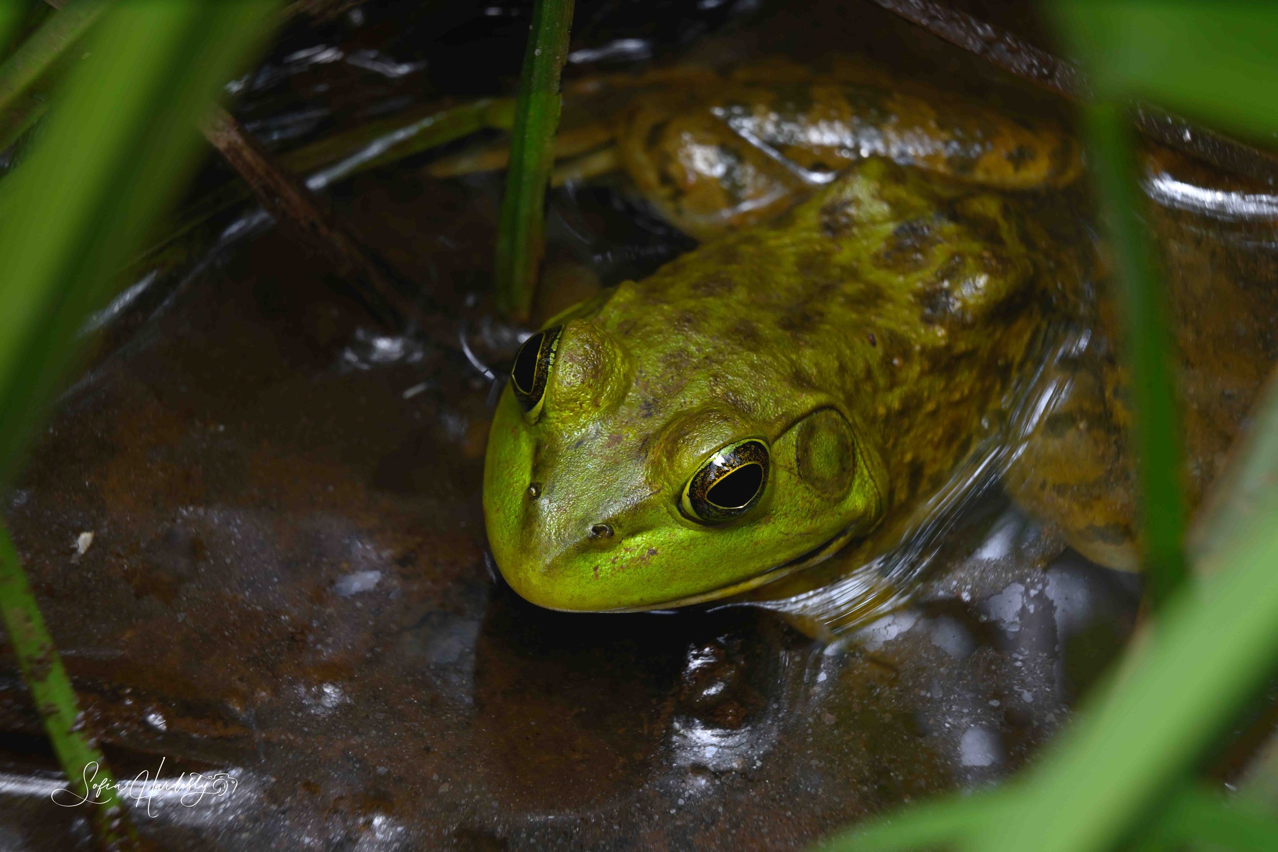 American Bullfrog (Lithobates catesbeianus, formerly Rana catesbeiana)