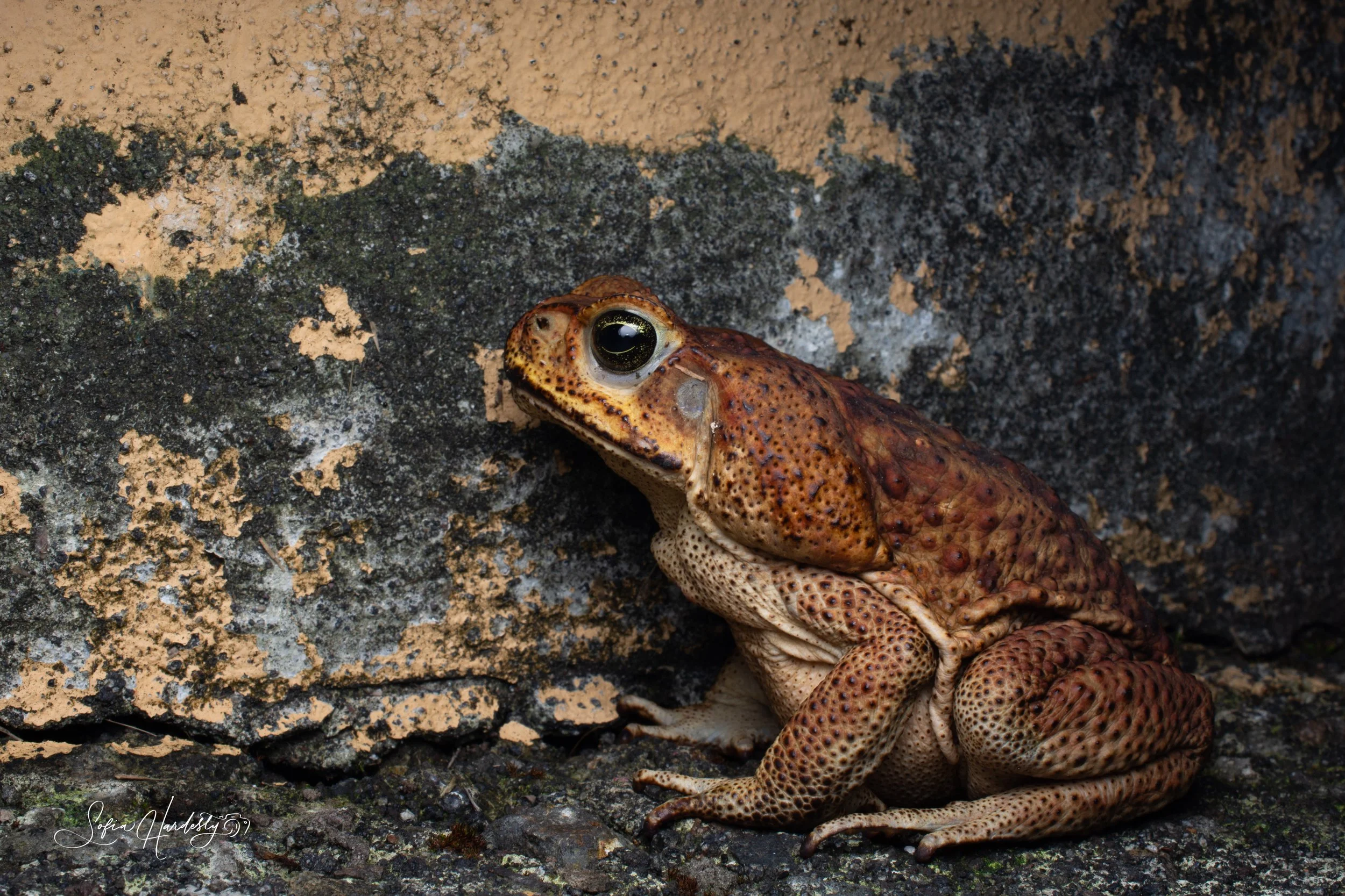 Cane Toad (Rhinella marina, formerly Bufo marinus)