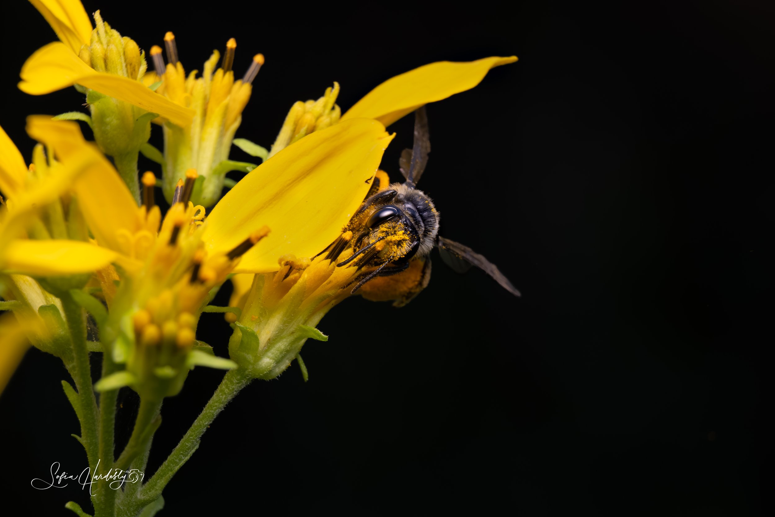 Yellow-faced Miner Bee (Andrena aliciae)