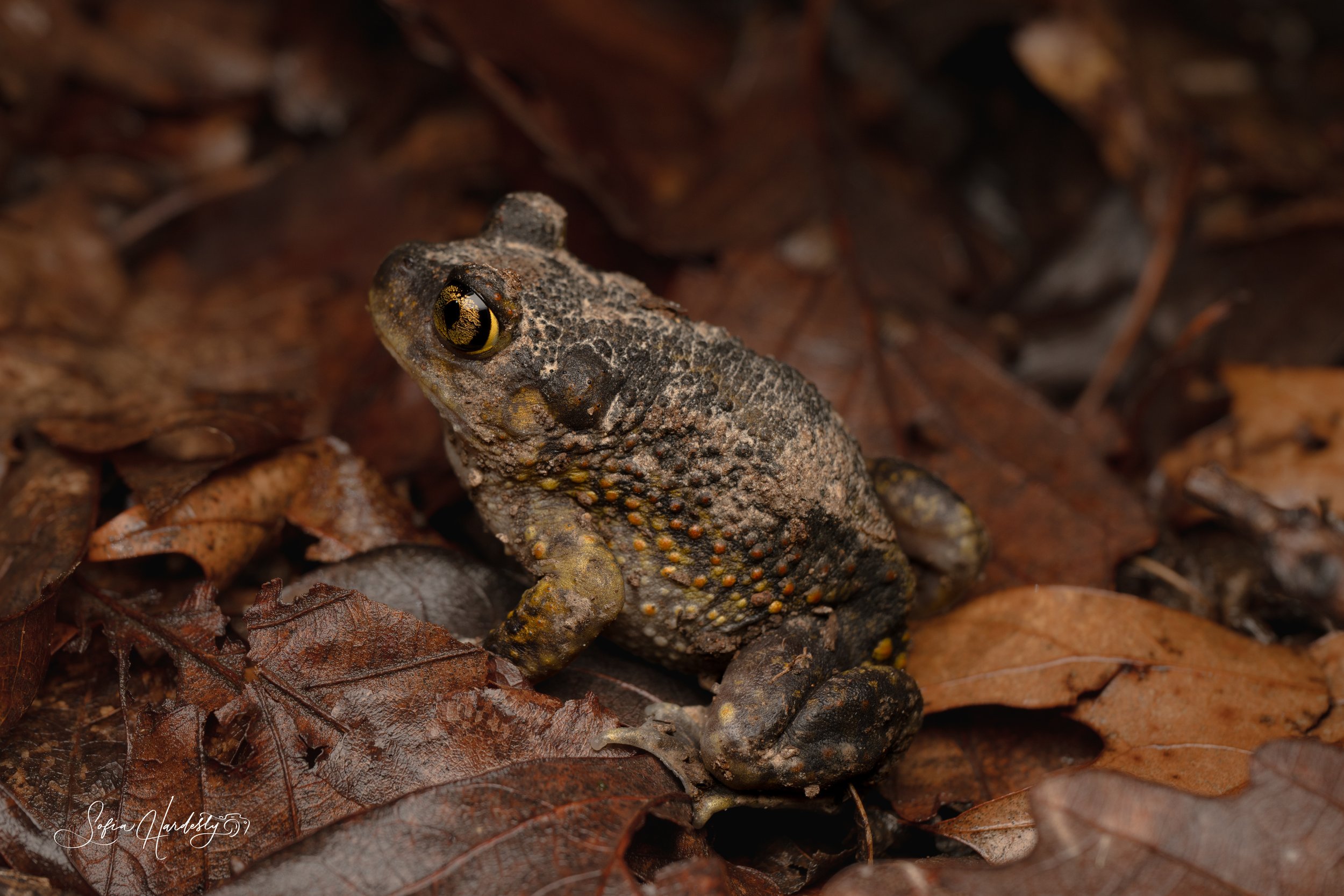 Eastern Spadefoot Toad (Scaphiopus holbrookii)