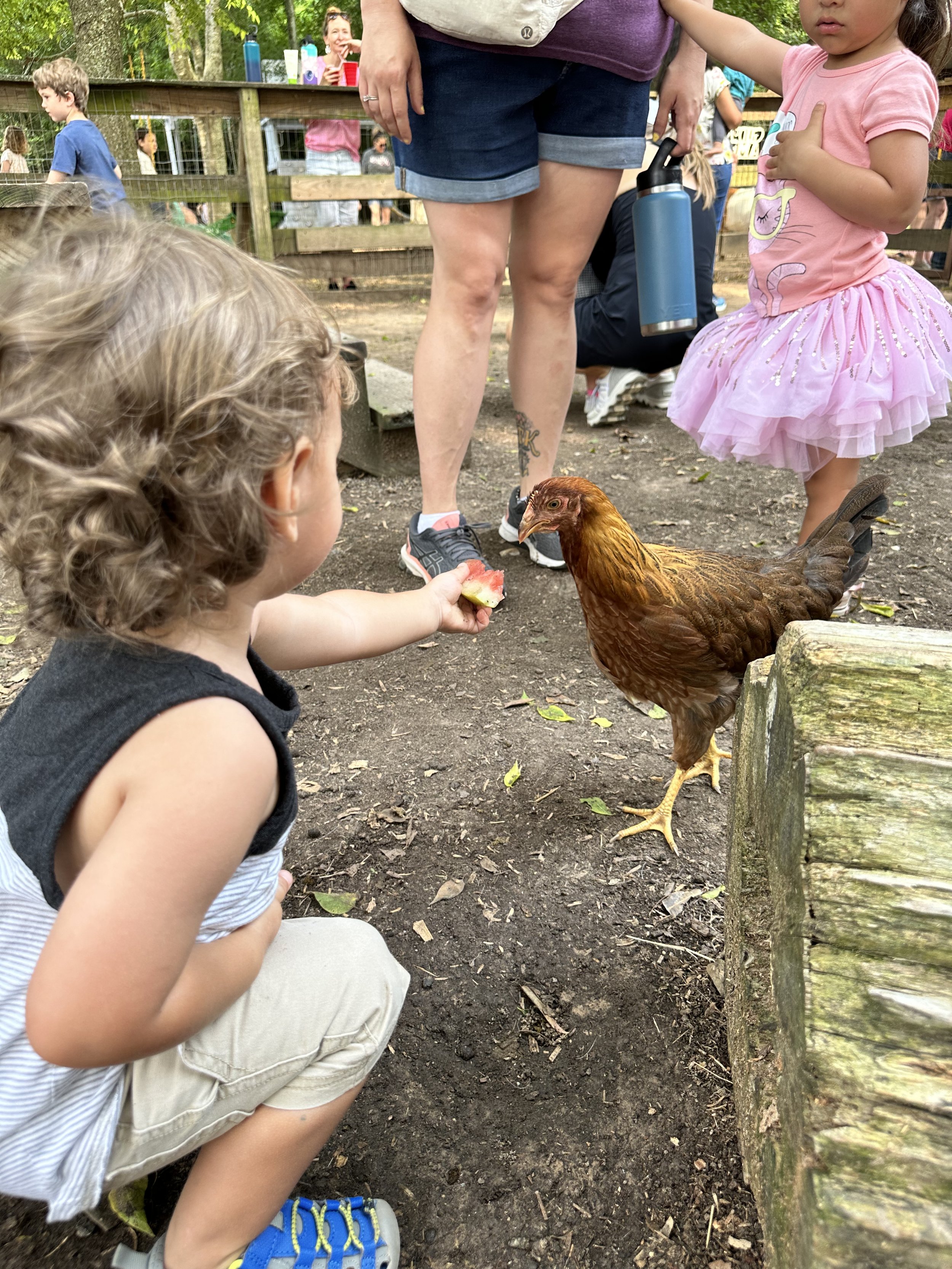 chicken unschool toddler