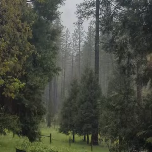 A misty forest landscape with tall evergreen trees, some small shrubs, and a grassy clearing enclosed by a wooden fence.