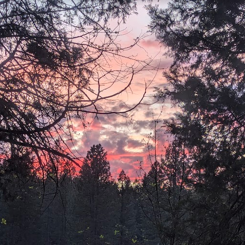 Sunset sky with pink and purple clouds visible through silhouette of trees.