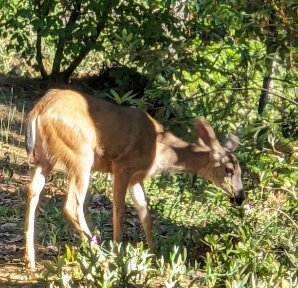 A young deer grazing in a forested area with green foliage and sunlight filtering through the trees.