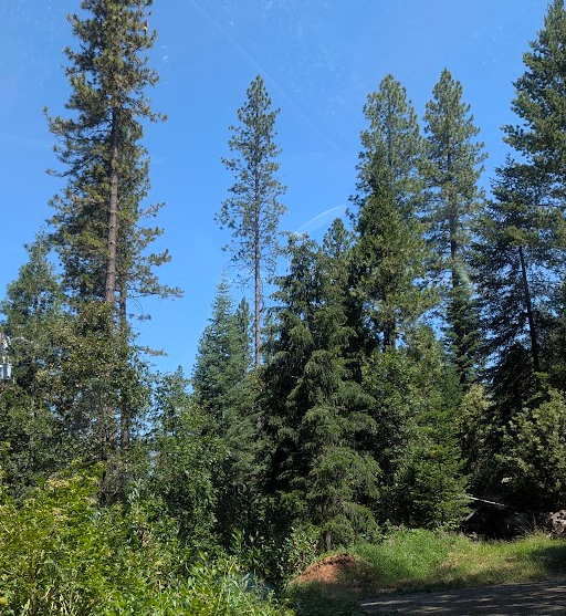 Tall pine trees in a forest under a clear blue sky.