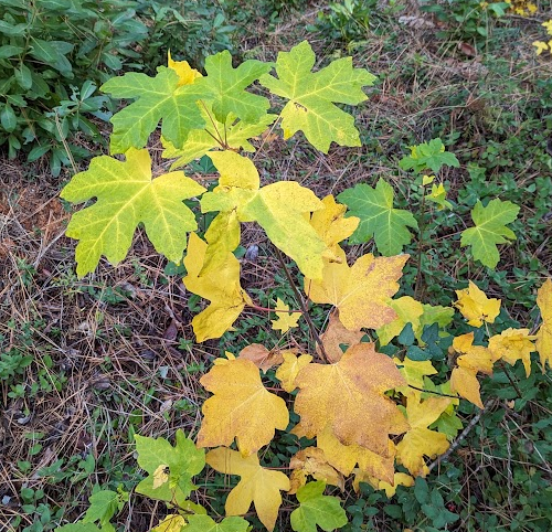 Green and yellow maple leaves on a bush with grass and other plants in the background.