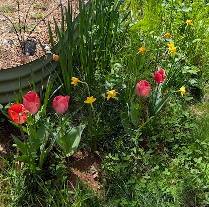 Colorful tulips and yellow daffodils blooming in a garden bed surrounded by green foliage and grass.