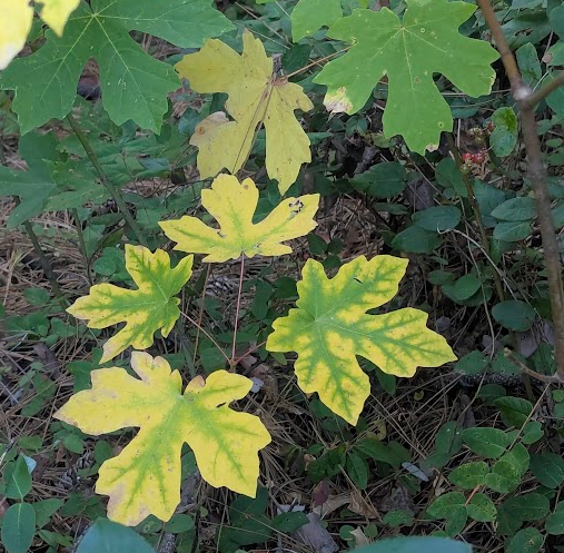 Yellow and green variegated leaves of a plant on the forest floor.
