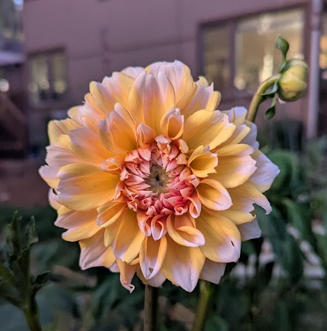 Close-up of a yellow and pink dahlia flower with a partially opened bud nearby, set against a blurred background of a garden or outdoor space.