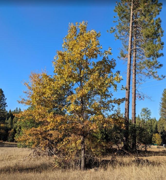 A tree with yellow and green leaves standing in a grassy field under a clear blue sky.