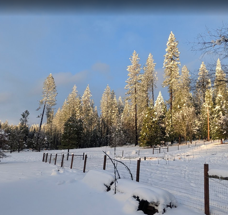 Snow-covered field with a wire fence and tall snow-covered pine trees under a blue sky.
