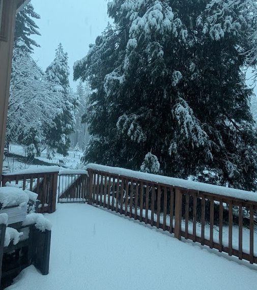 Snow-covered wooden deck with large snow-laden evergreen trees in the background during a snowfall.