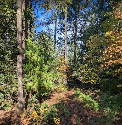 A dirt trail winds through a dense forest with tall trees and green foliage, under a clear blue sky.