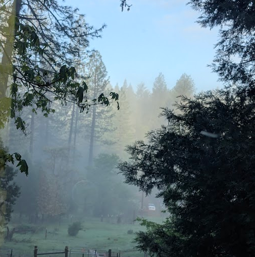 A foggy forest with tall trees and green grass, viewed through tree branches.