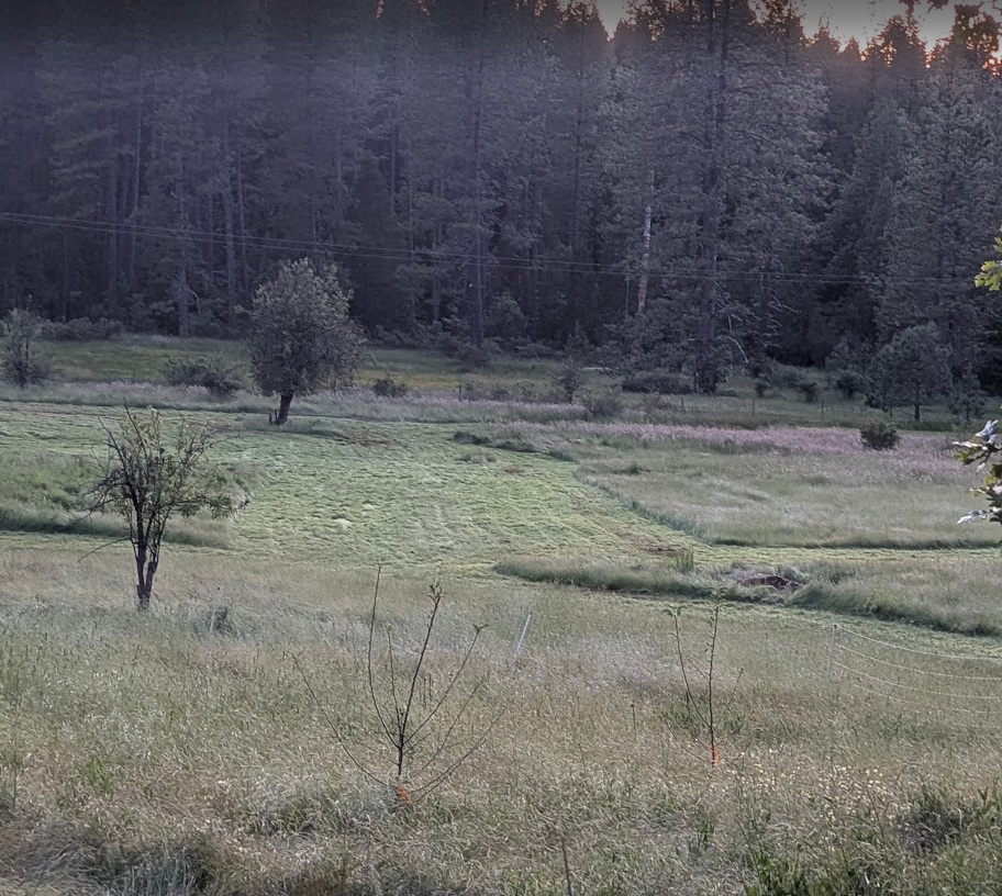 A grassy field with small trees, a forest in the background, and power lines overhead during dusk.