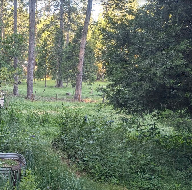 Sunlight filtering through tall trees onto a green clearing at Echo Glade in Brownsville, California.