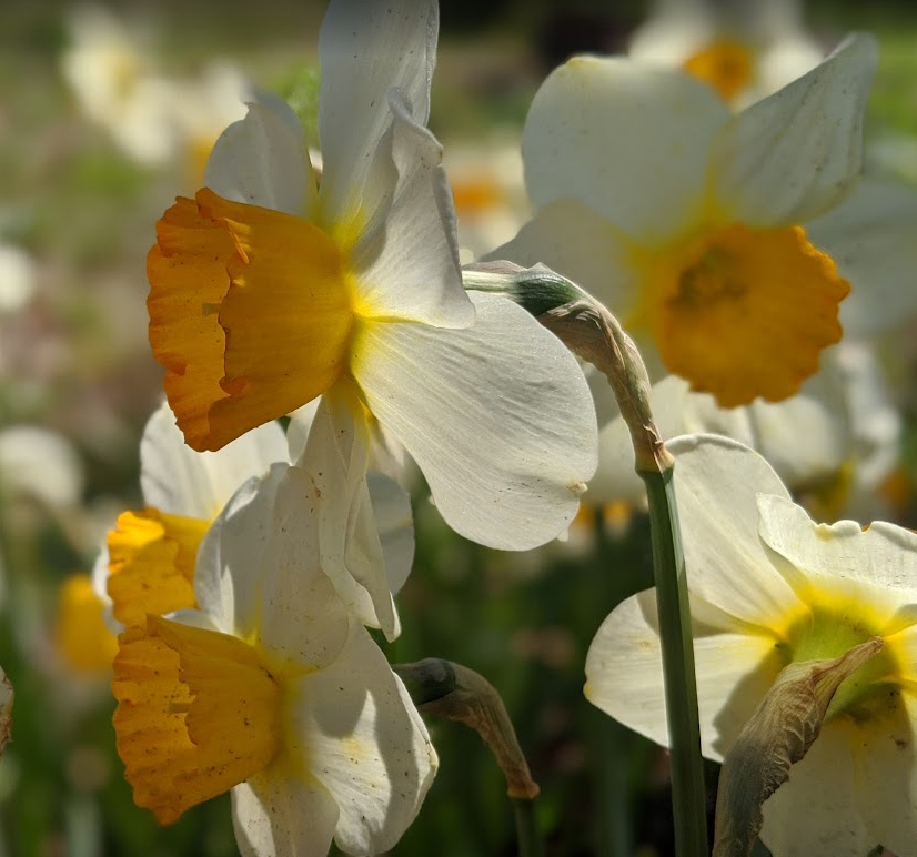 Close-up of white and yellow daffodil flowers in bloom