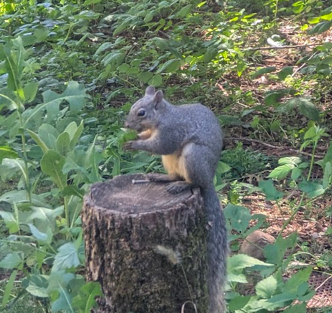 A squirrel sitting on a tree stump in a green forest, holding food in its front paws.