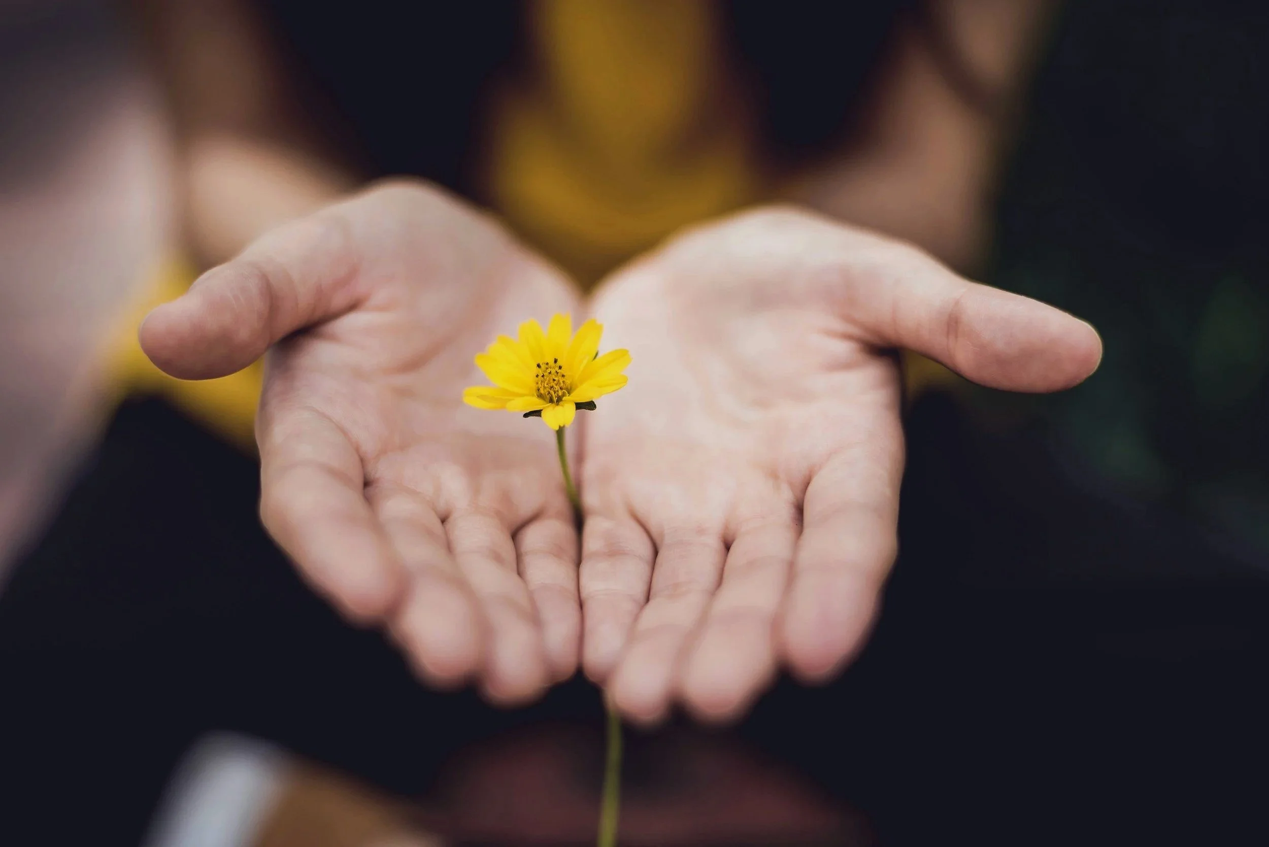 hands offering a small flower, subtle energy with love and harmony