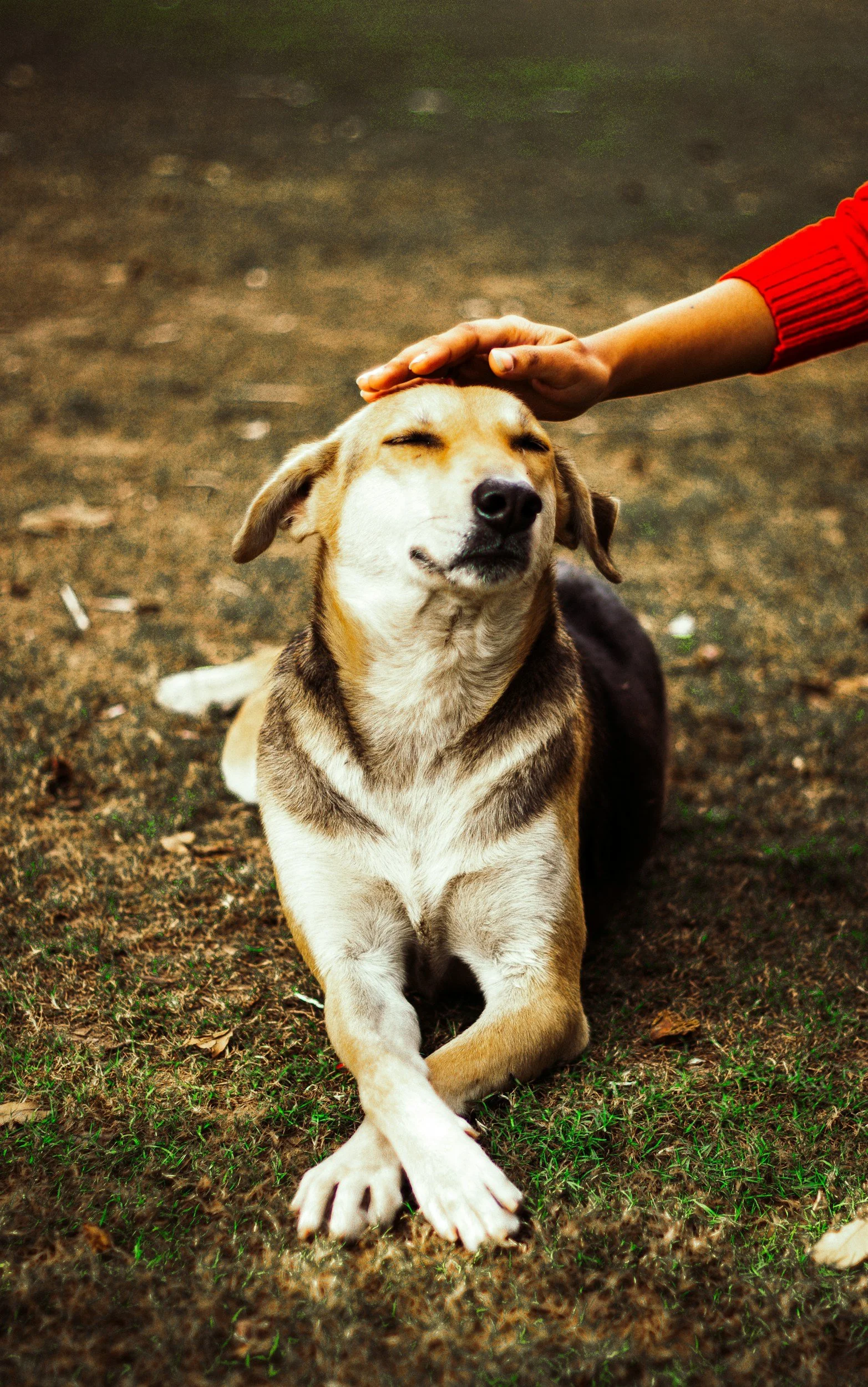 A dog lying on the ground with eyes closed, being placed hand by a person, appearing relaxed and content