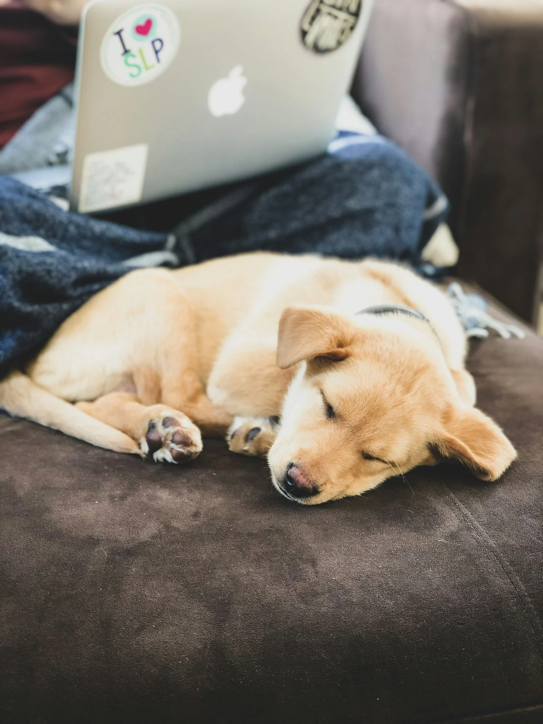A golden retriever puppy sleeping on a dark brown couch next to an owner with a laptop, appearing relaxed and content