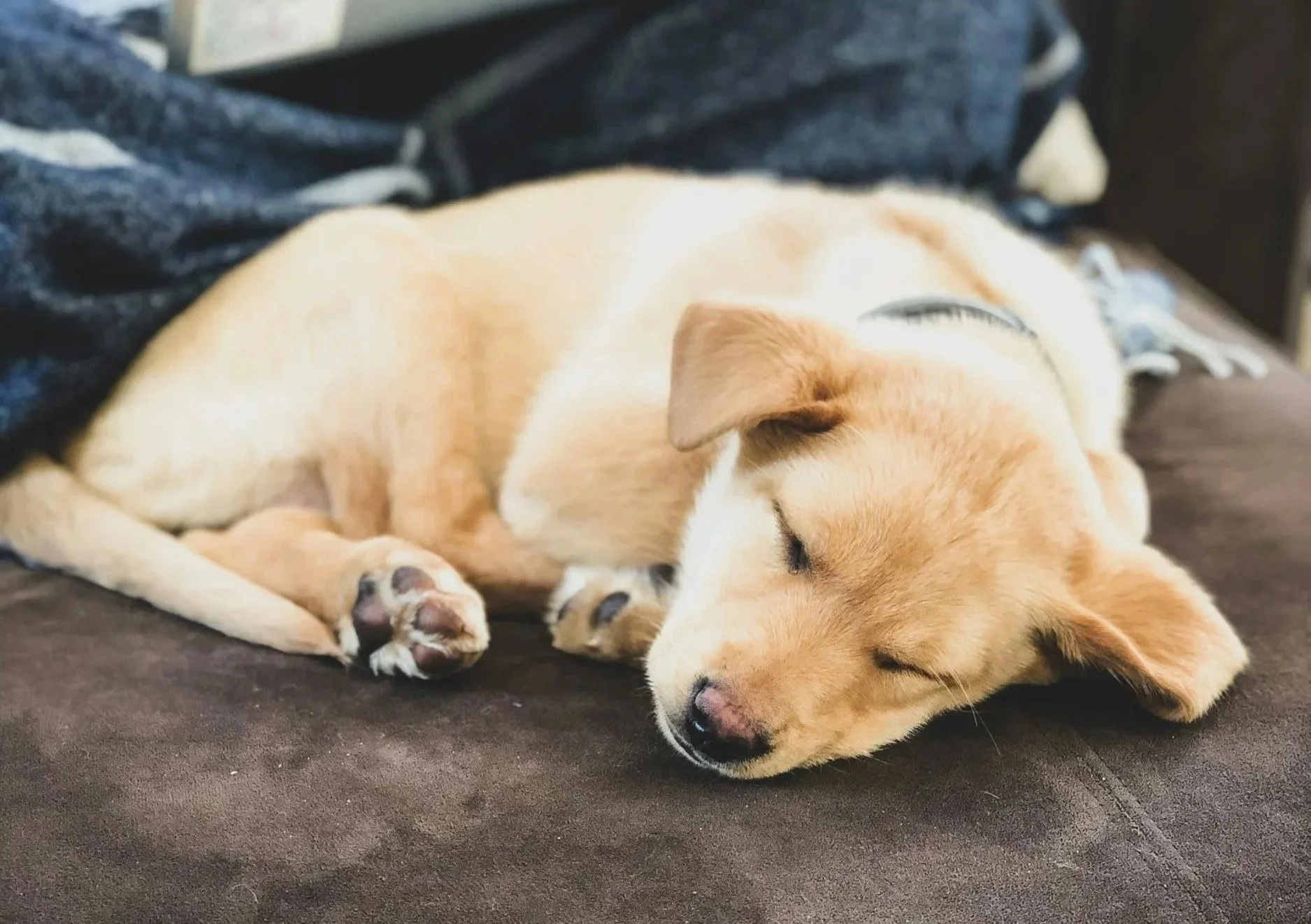 A tan dog sleeping on a couch relaxed with eyes closed beside his dog parent, sample image of Reiki online/distance healing for animals
