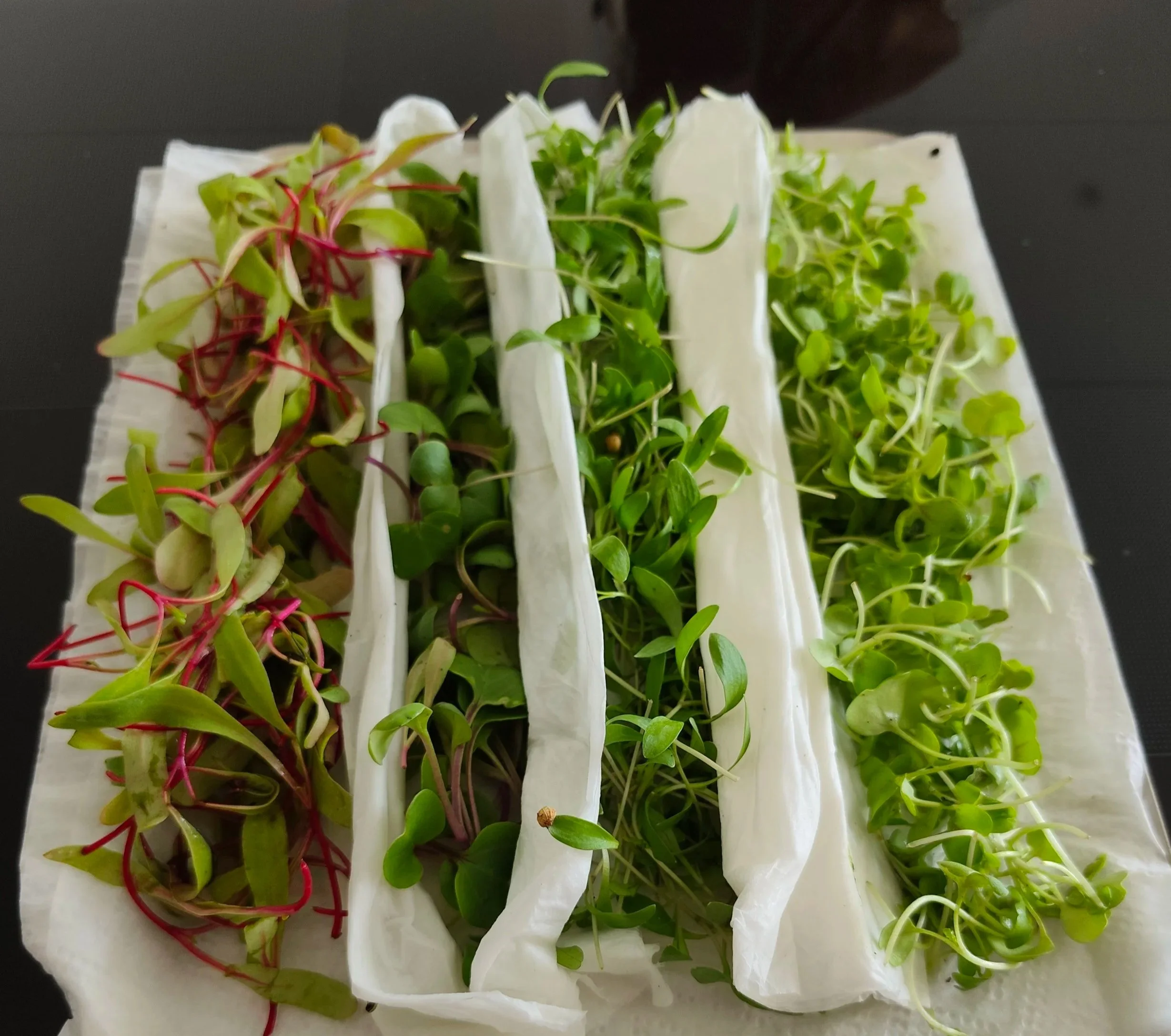 Fresh herbs and green leaves arranged