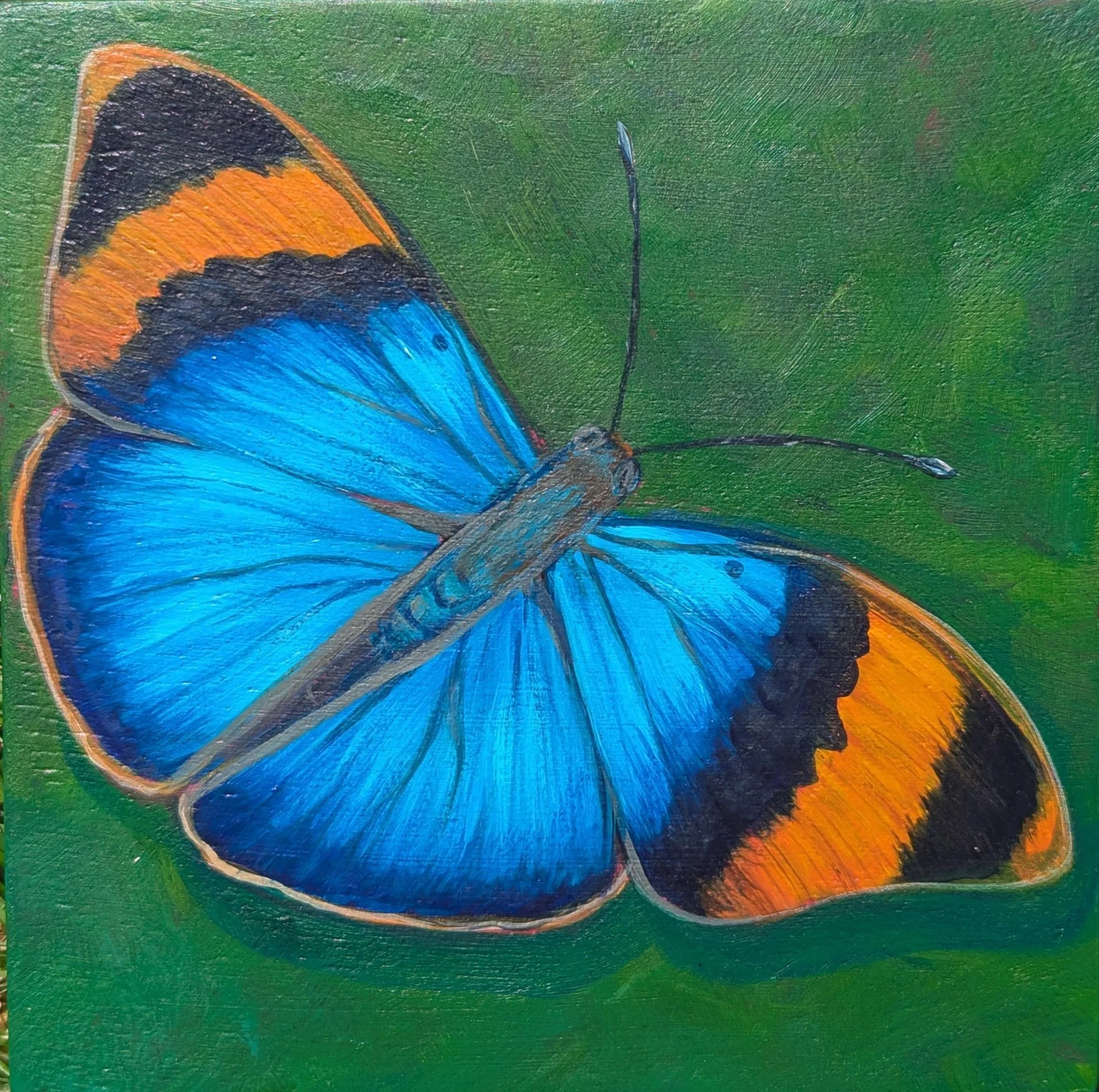 Butterfly 4x4 Acrylics 