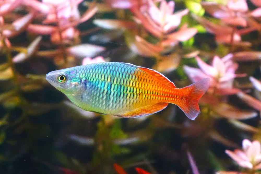 Reflections of Diversity: How Gender Identity and Neurodivergence Mirror the Natural World