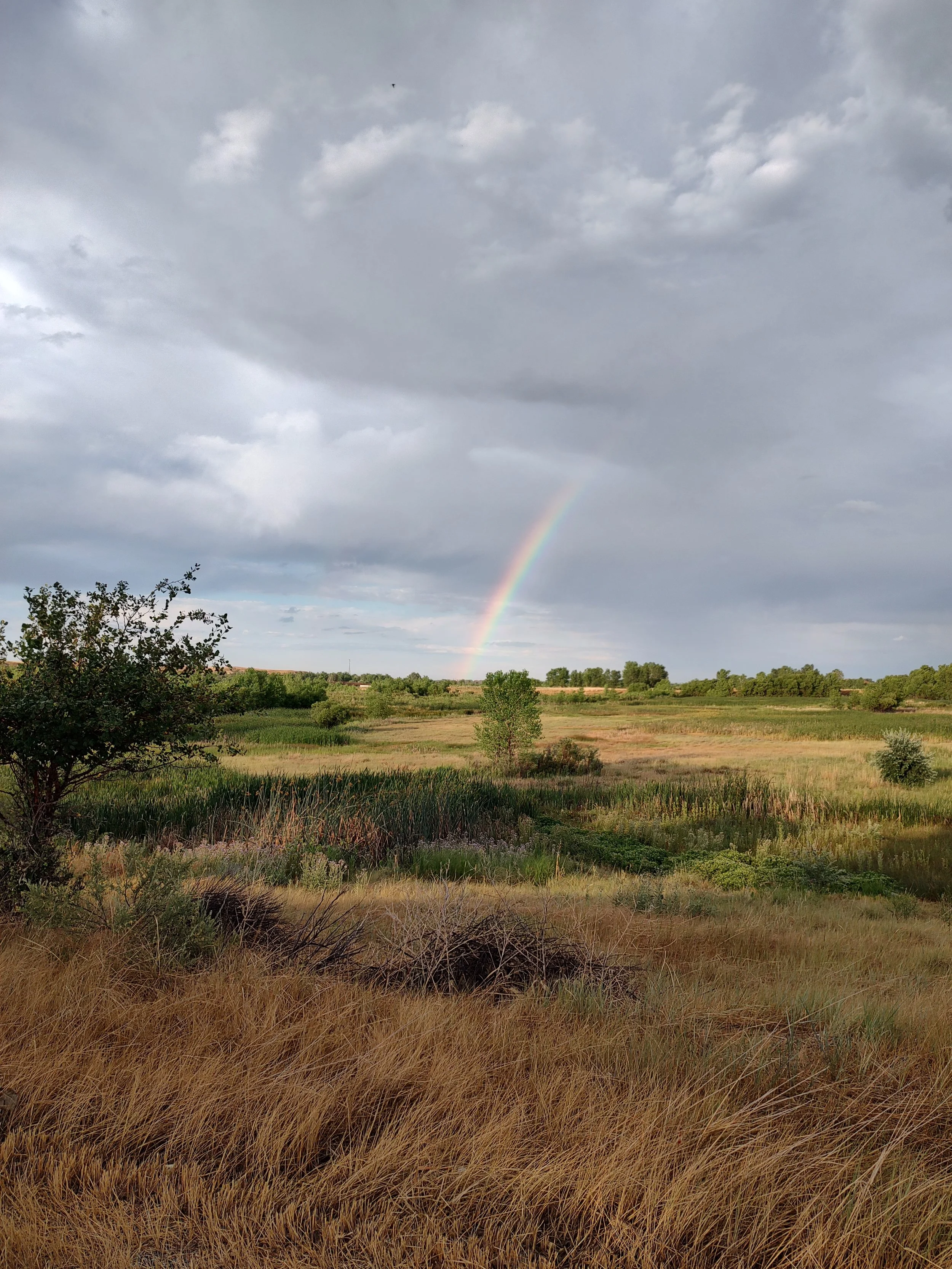 A landscape scene with tall brown grass in the foreground, scattered green trees in the mid-ground, and a cloudy sky with dark clouds and a faint rainbow in the distance.