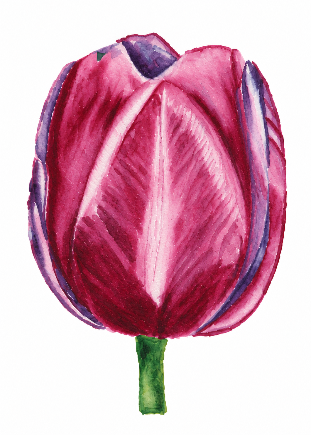 Velvet Bloom watercolor art print featuring a single deep pink and burgundy tulip with plum accents and a green stem on a white background.