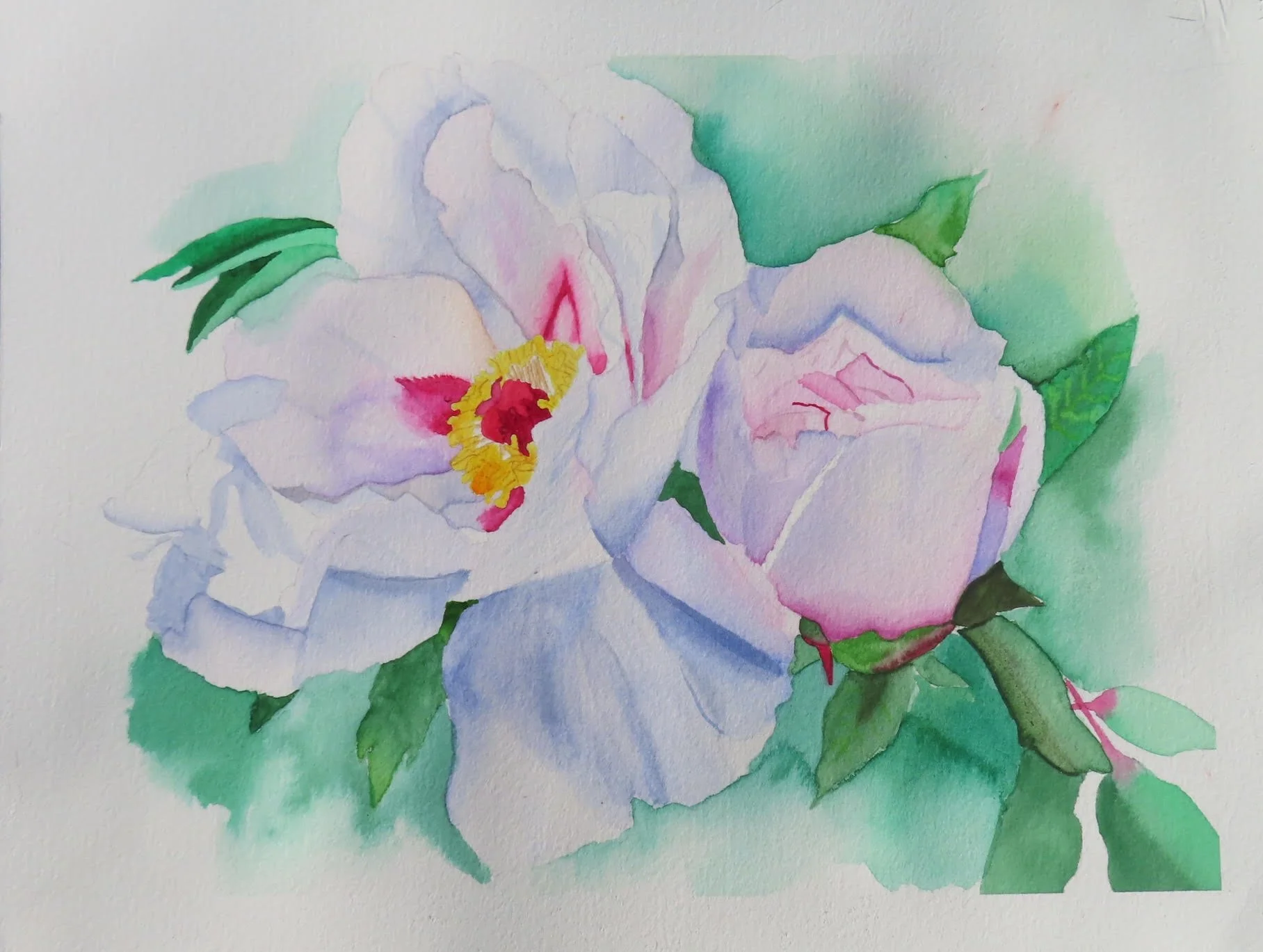 Watercolor painting of a white and pink flower with yellow and red center, surrounded by green leaves.