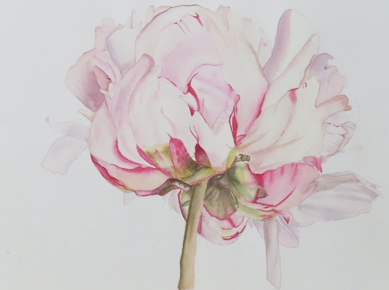 A realistic watercolor painting of a pink and white peony flower with green stem and leaves, set against a plain white background.