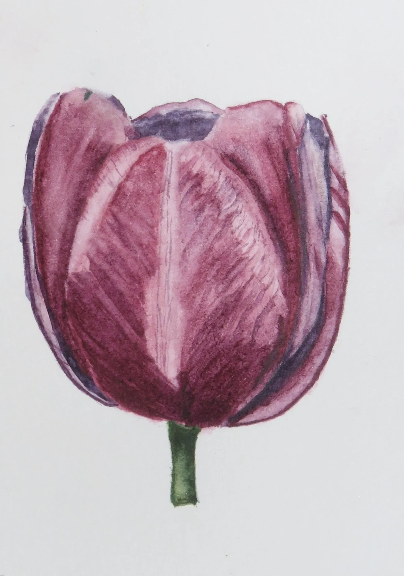 Watercolor painting of a red and purple tulip with a green stem on a white background.