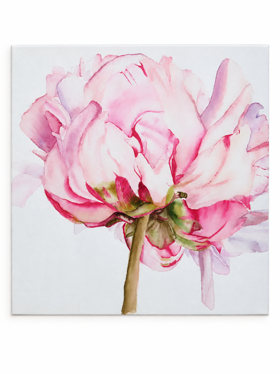Blushing Peony - Watercolor Painting, 12" x 12"