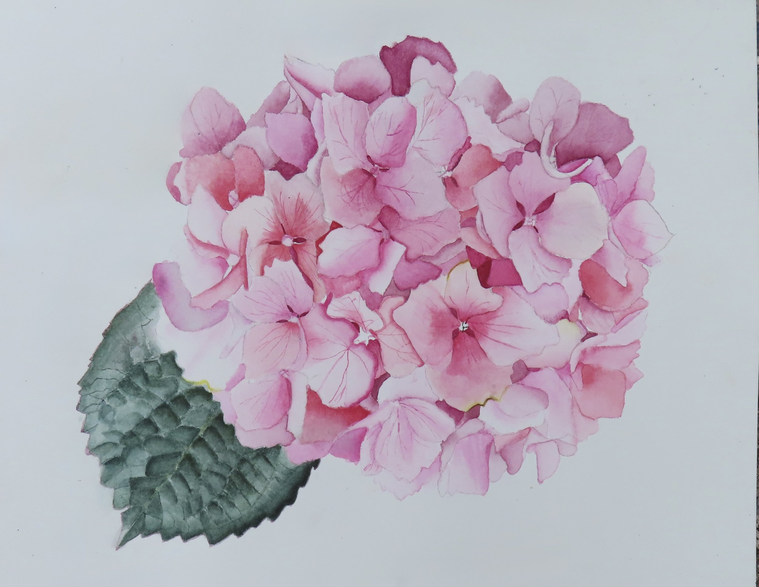 Watercolor painting of a pink hydrangea flower cluster with green leaves on white background.