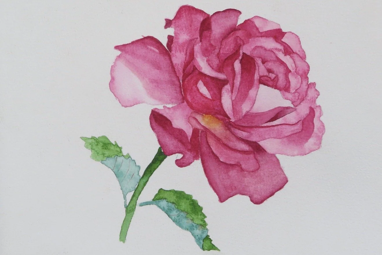 A watercolor painting of a pink rose with green and blue leaves on a white background.