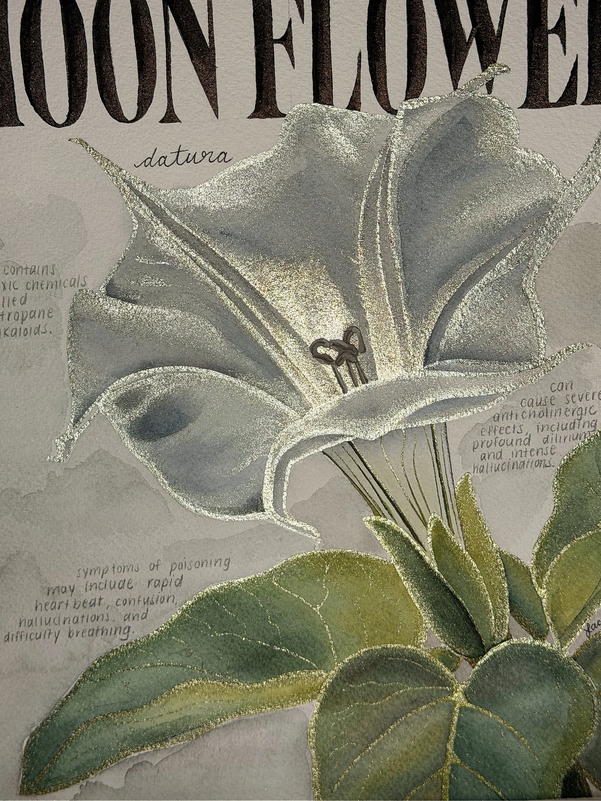 poisonous botanicals No. 01 moonflower