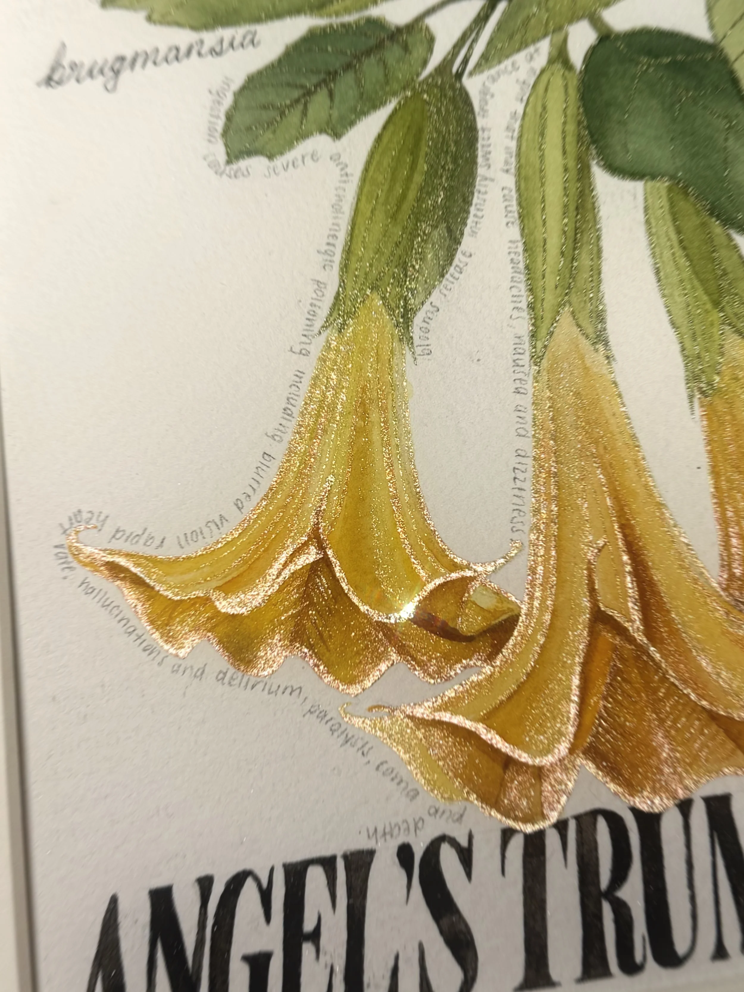 poisonous botanicals No. 04 angel trumpet