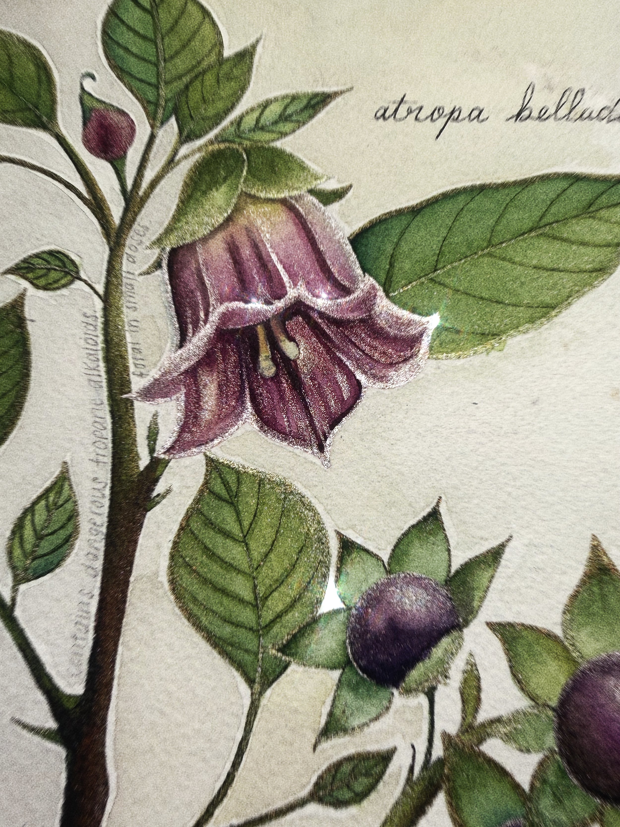 poisonous botanicals No. 02 deadly nightshade