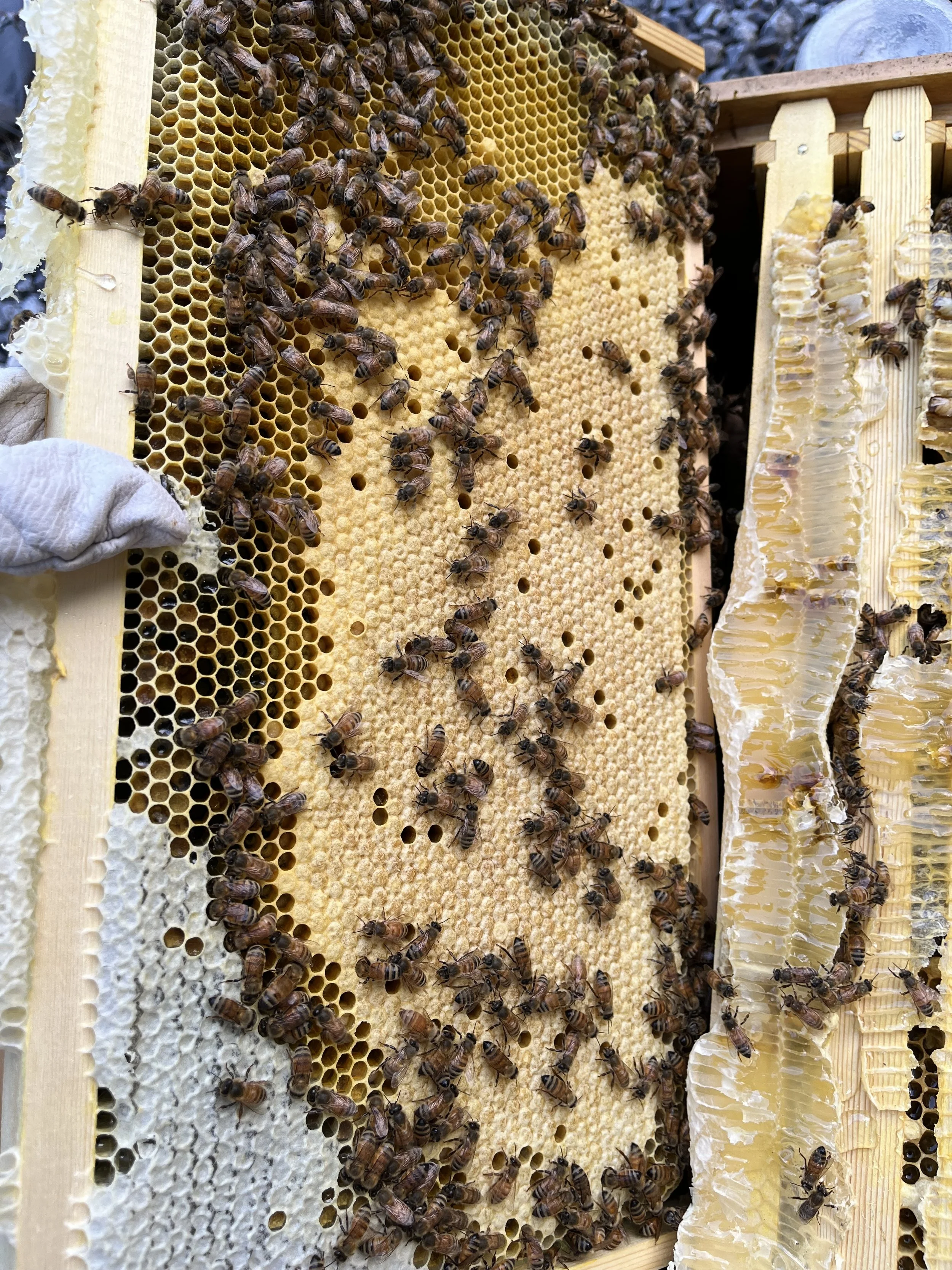 bee.jpg