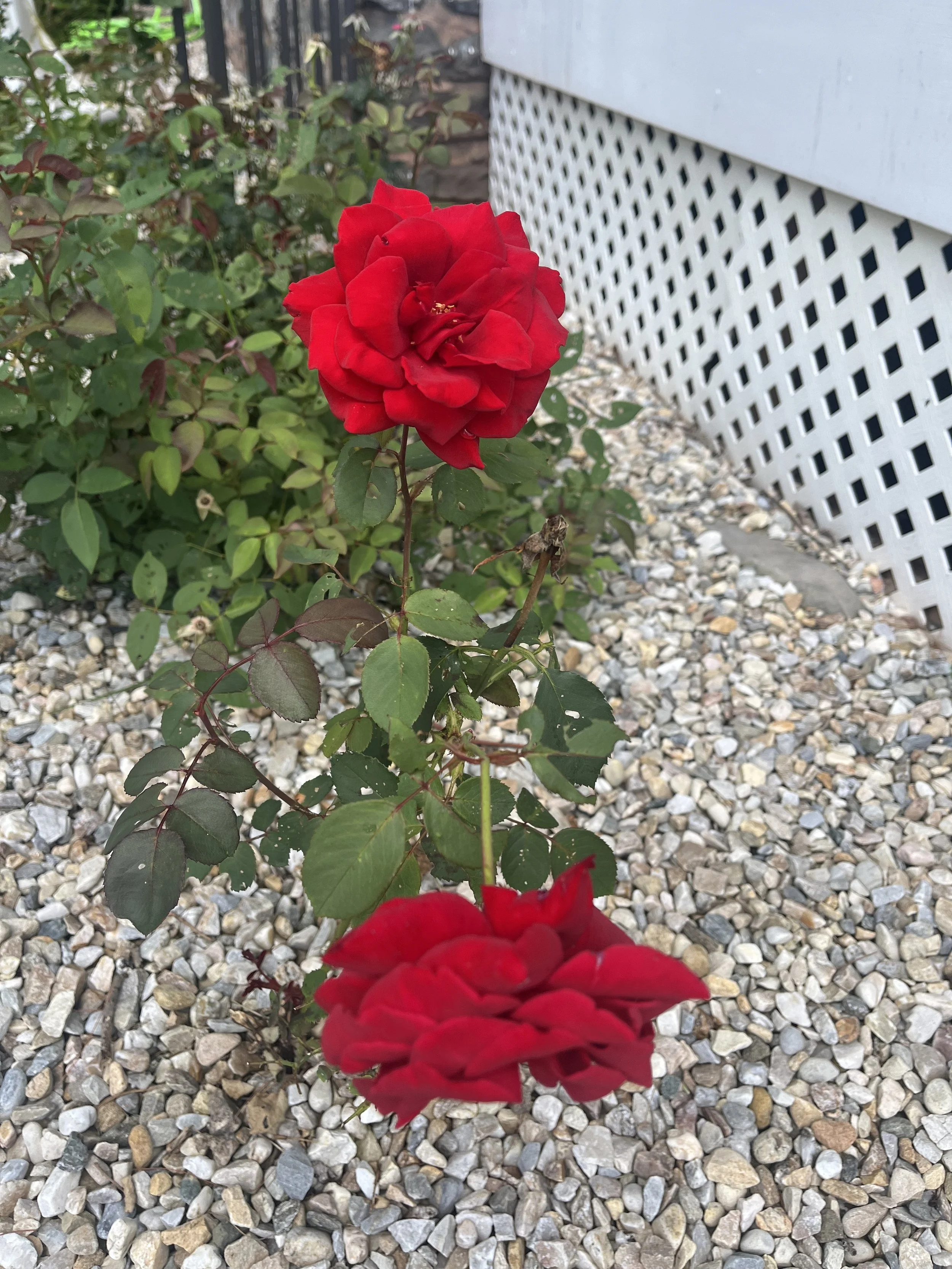 rose.jpg